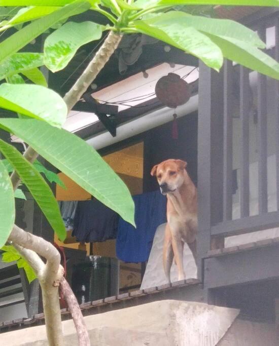 Kk Jungle Hideaway Lovely Apartment 5 Mins Walk To Town Kota Kinabalu Esterno foto